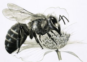 Worker Bee Collecting Nectar from Flower by R.B. Davis