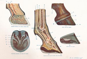 Structure of the foot of a horse, c1907-c1910