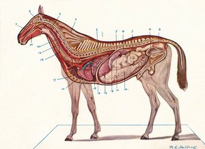 Vertical Section of the Body of a Horse by RE Holding