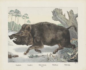 Wild Boar by R. Schulz