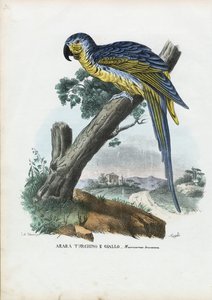Blue-And-Yellow Macaw