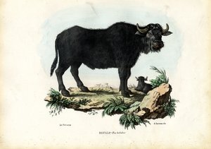 Buffalo