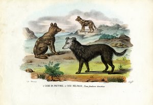 Dogs