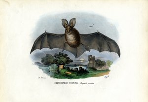 Grey Long-Eared Bat, 1863-79 by Raimundo Petraroja