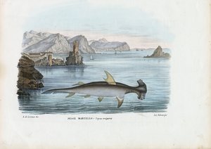 Hammerhead, 1863-79 by Raimundo Petraroja