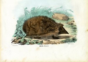 Hedgehog, 1863-79