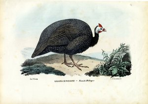 Helmeted Guineafowl, 1863-79