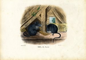 House Mouse by Raimundo Petraroja