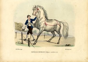 Italian Horse