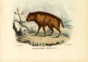 Laughing Hyena by Raimundo Petraroja