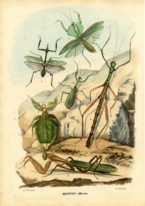 Leaf Insect by Raimundo Petraroja