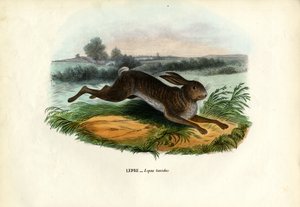 Mountain Hare by Raimundo Petraroja