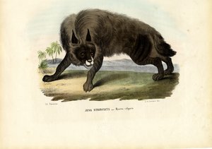 Striped Hyena, 1863-79 by Raimundo Petraroja