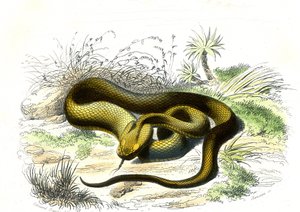 Viper spearhead (Cophias Lanceolatus) - Plate from Natural History by Bernard Germain de Lacepede, edition P. Furme, Paris by Raimundo Petraroja