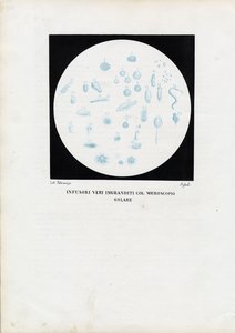 Wheel Animal, 1863-79
