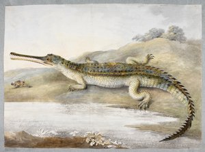 A gherial or Gangetic crocodile face to face with grasshopper, c.1820