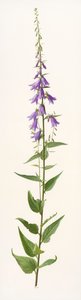 Adenophora species by Raymond Booth