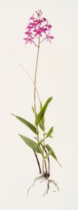 Barkeria skinneri