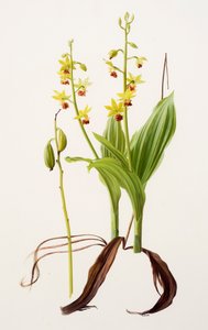 Calanthe tricarinata