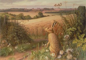 Hare in a Field