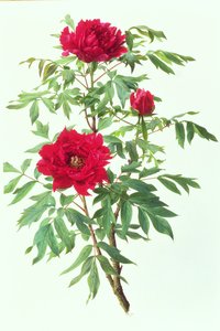 Japanese Tree Peony by Raymond Booth