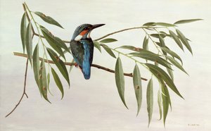 Kingfisher