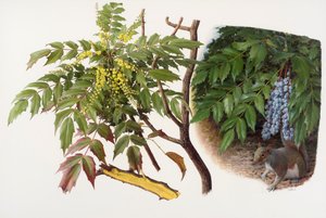 Mahonia japonica, 2008