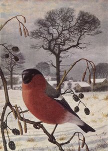 Northern Bullfinch by Raymond Booth