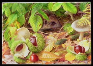 On the Woodland Floor in October