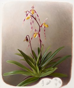 Orchid