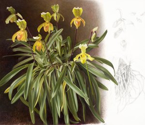 Orchids