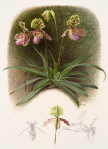 Paphiopedilium henryi
