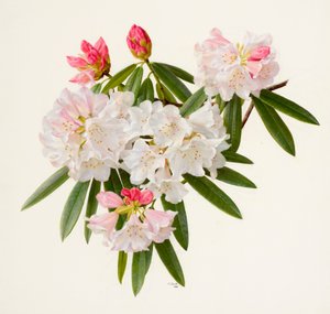Rhododendron morii