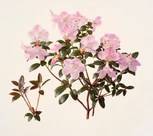 Rhododendron moupinense pink-flowered