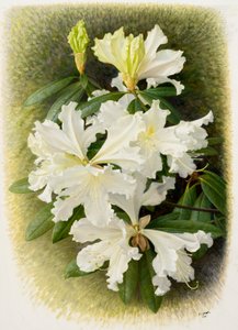 Rhododendron veitchianum, 2004