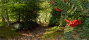 September afternoon at the edge of Adel Woods, 2004