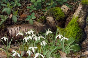 Snowdrops