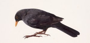 Study of a blackbird by Raymond Booth