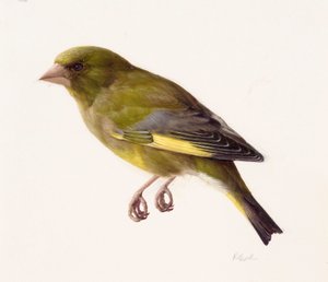 Study of a Greenfinch
