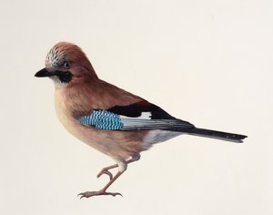Study of a Jay