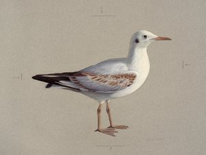 Study of a juvenile black-headed gull in winter plumage