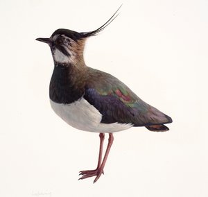 Study of a Lapwing