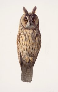 Study of a long-eared owl