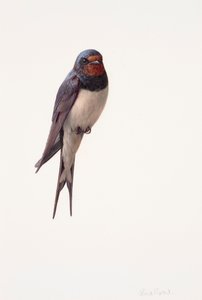Study of a swallow