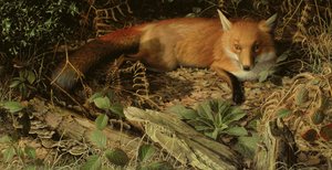 The Fox