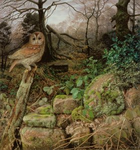 The Wild Wood - A Winter Evening