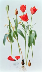 Tulipa Amabilis