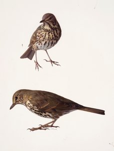 Two studies of a mistle thrush