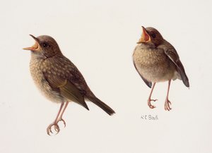 Two Studies of a Young Robin
