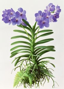 Vanda Rothschildiana